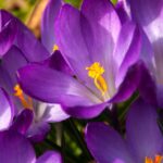 Zabezpieczone: Jadłospis 2-tygodniowy (dieta lekkostrawna-1800kcal)