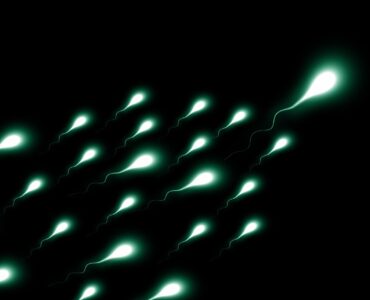 płodność mężczyzn